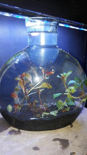 عکس آکواریوم آمازون