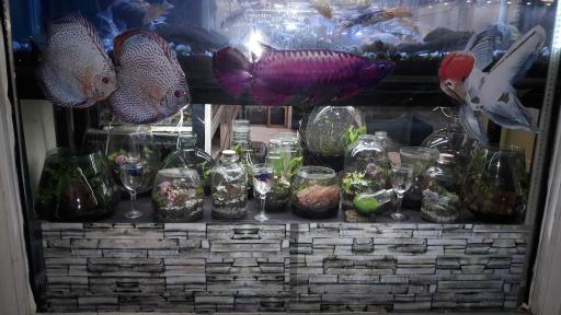 عکس آکواریوم آمازون