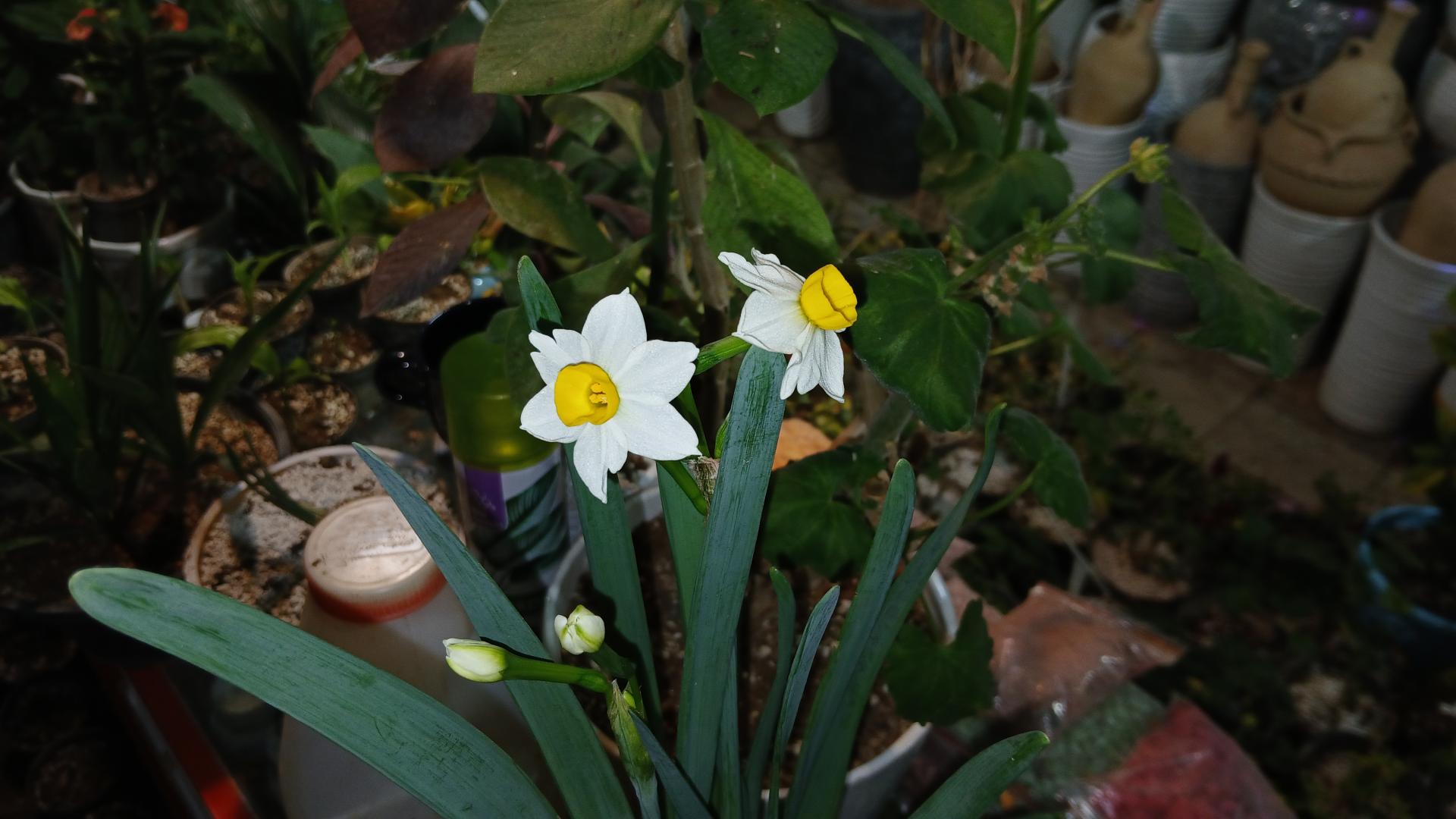 عکس گل فروشی بهشت