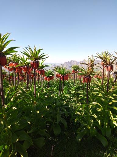عکس پیرانشهر