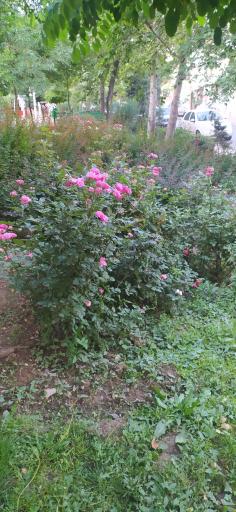 عکس پارک سخندان