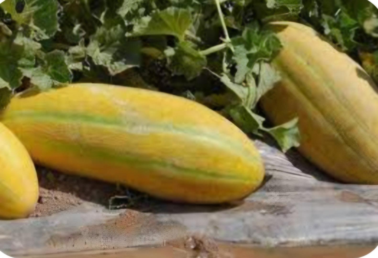 عکس بارفروشی علی محمدی