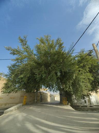 عکس کنار میش خسرو