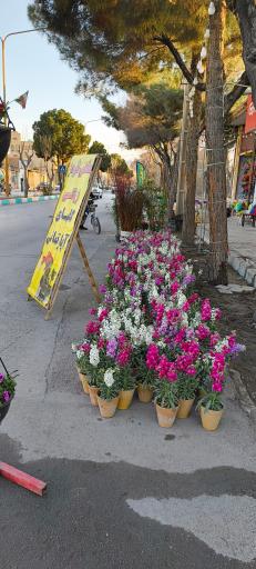 عکس دهکده گلها 