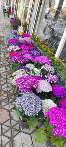 عکس دهکده گلها 