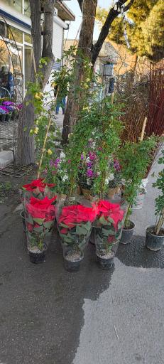 عکس دهکده گلها 