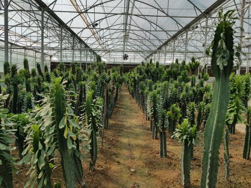 عکس گلخانه فرخی زاده