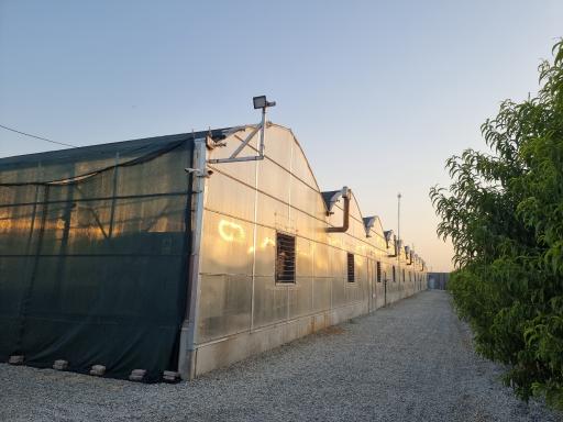 عکس گلخانه فرخی زاده