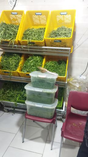 عکس بازار میوه و تره بار روز فاز چهار شهرداری پردیس