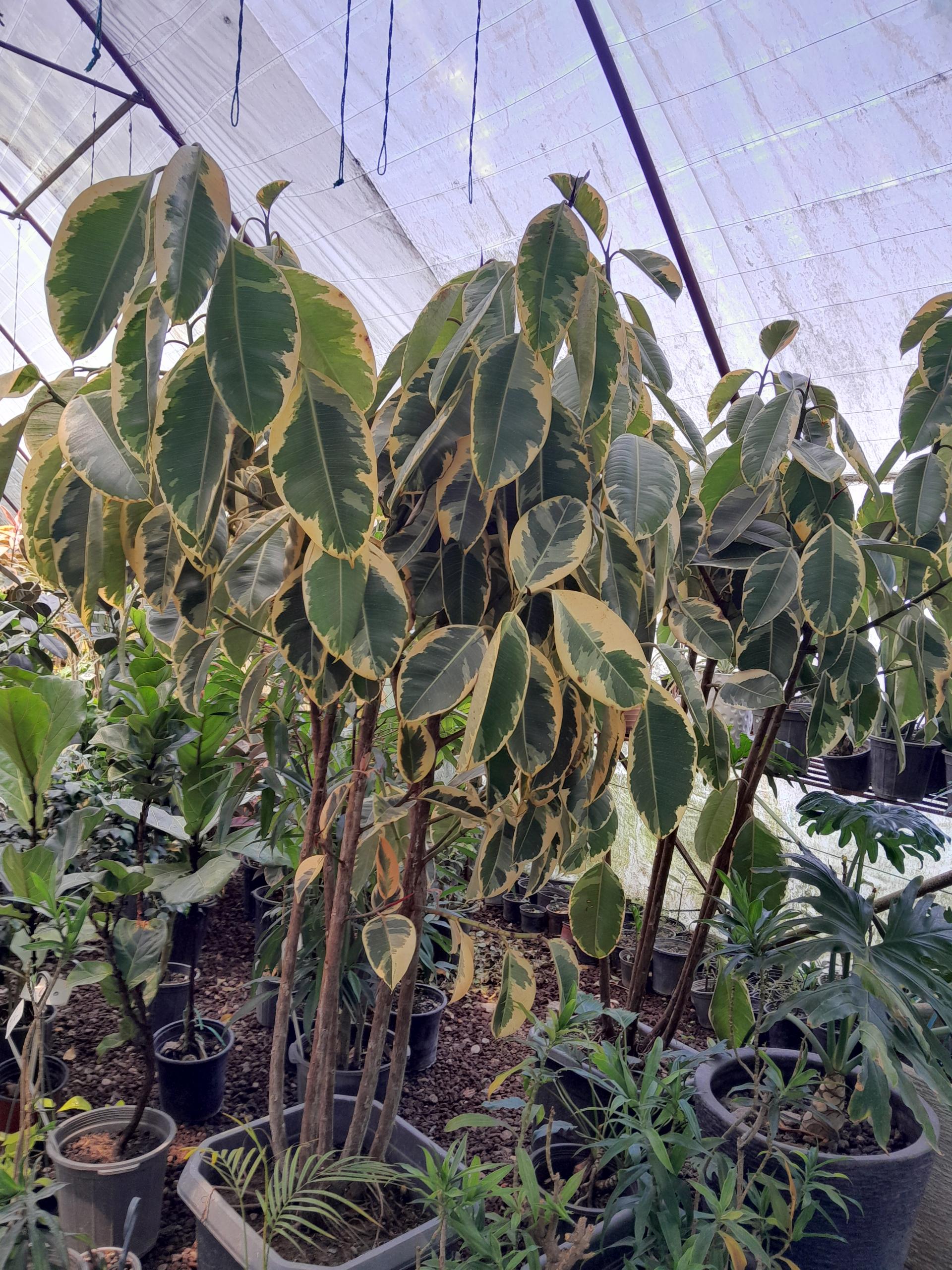 عکس نمایشگاه و فروشگاه گل و گیاه تراریوم