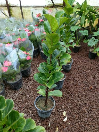 عکس نمایشگاه و فروشگاه گل و گیاه تراریوم