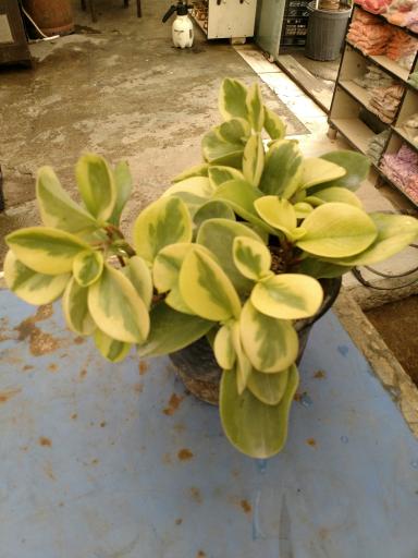 عکس نمایشگاه و فروشگاه گل و گیاه تراریوم