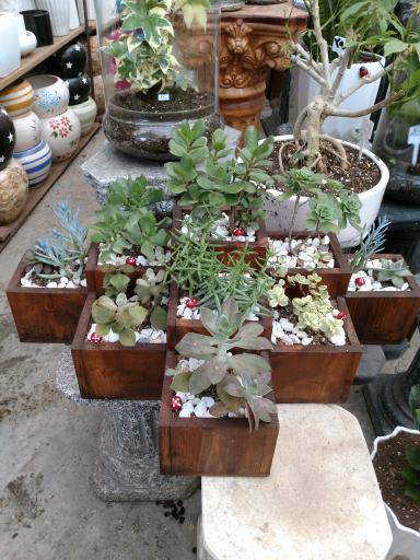 عکس نمایشگاه و فروشگاه گل و گیاه تراریوم