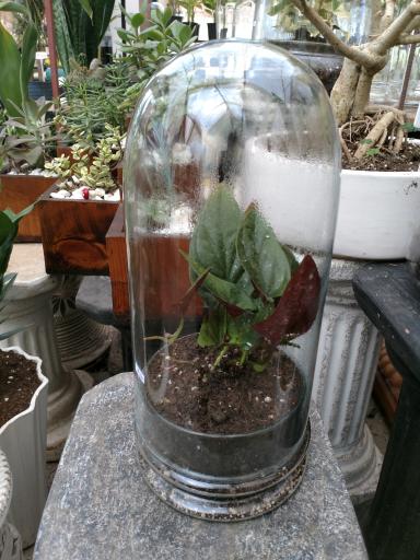 عکس نمایشگاه و فروشگاه گل و گیاه تراریوم