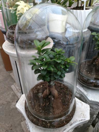 عکس نمایشگاه و فروشگاه گل و گیاه تراریوم