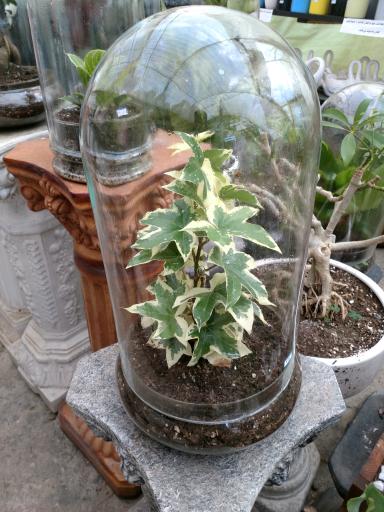 عکس نمایشگاه و فروشگاه گل و گیاه تراریوم