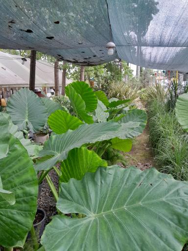 عکس نمایشگاه و فروشگاه گل و گیاه تراریوم