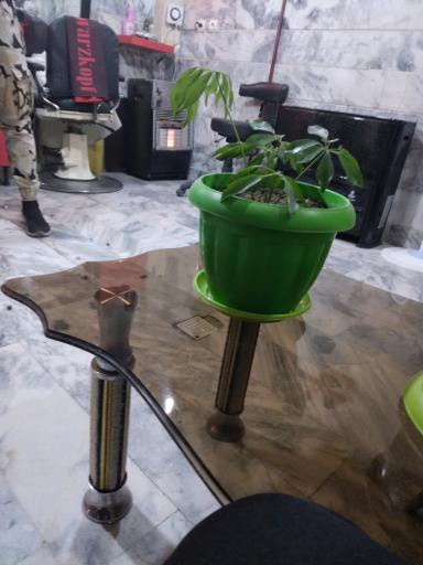 عکس پیرایش پارسیس