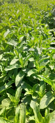 عکس بارفروشی هنرکار