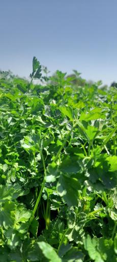 عکس بارفروشی هنرکار