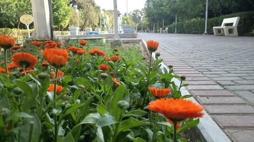 عکس بوستان نجمه