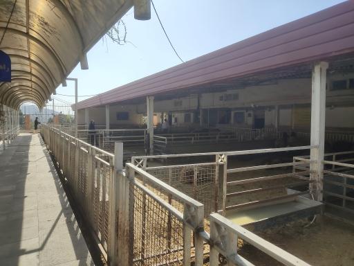 عکس مرکز عرضه دام زنده حکیمیه