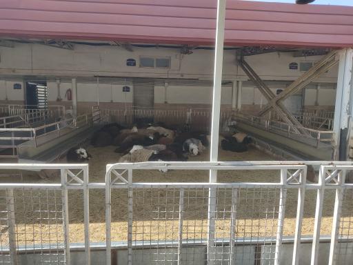 عکس مرکز عرضه دام زنده حکیمیه