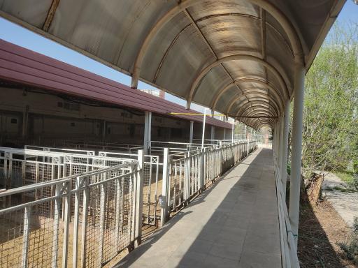 عکس مرکز عرضه دام زنده حکیمیه