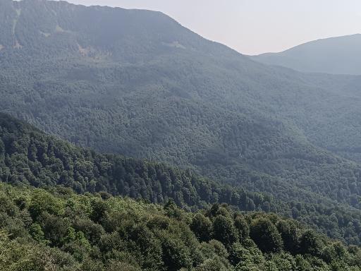 عکس جنگل سیاه کل