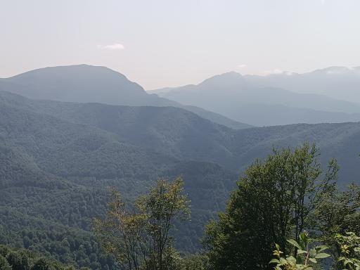 عکس جنگل سیاه کل