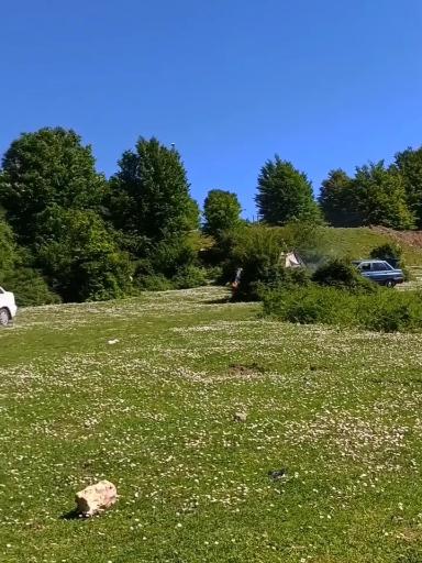 عکس جنگل سیاه کل