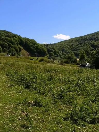 عکس جنگل سیاه کل