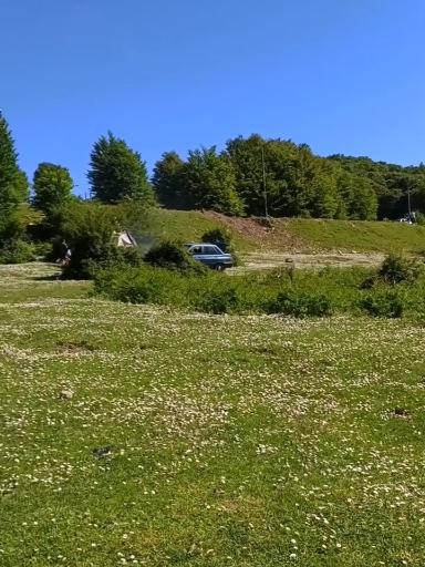 عکس جنگل سیاه کل