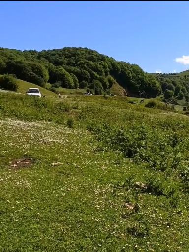 عکس جنگل سیاه کل