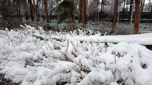 عکس بوستان نجمه