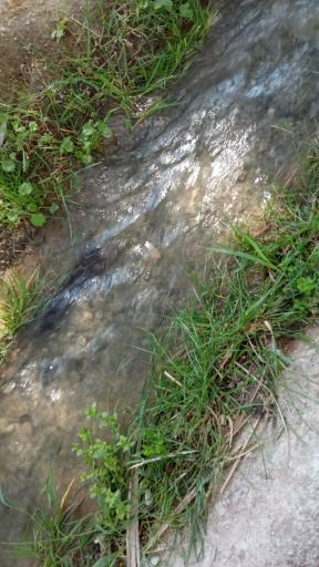 عکس نخلستان شهر گشت