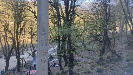 عکس جنگل سیاه کل