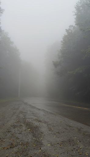 عکس جنگل سیاه کل