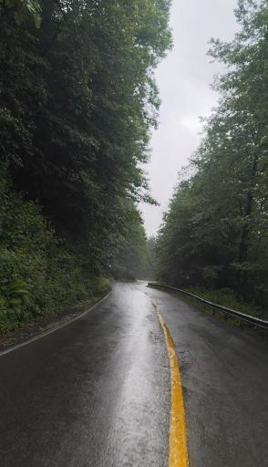 عکس جنگل سیاه کل