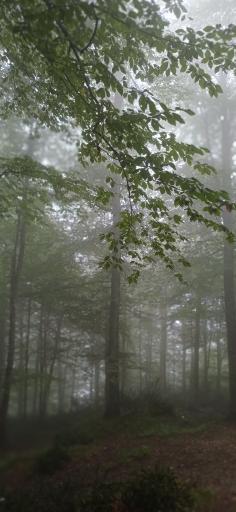 عکس جنگل سیاه کل