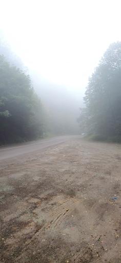 عکس جنگل سیاه کل