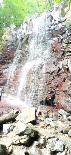 عکس جنگل سیاه کل