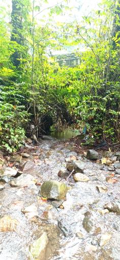 عکس جنگل سیاه کل