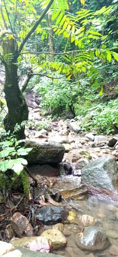 عکس جنگل سیاه کل