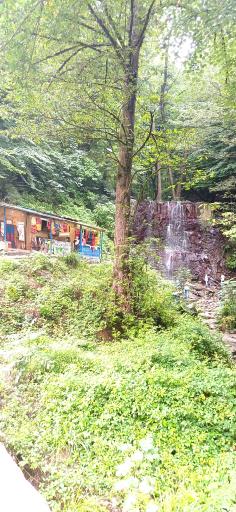 عکس جنگل سیاه کل