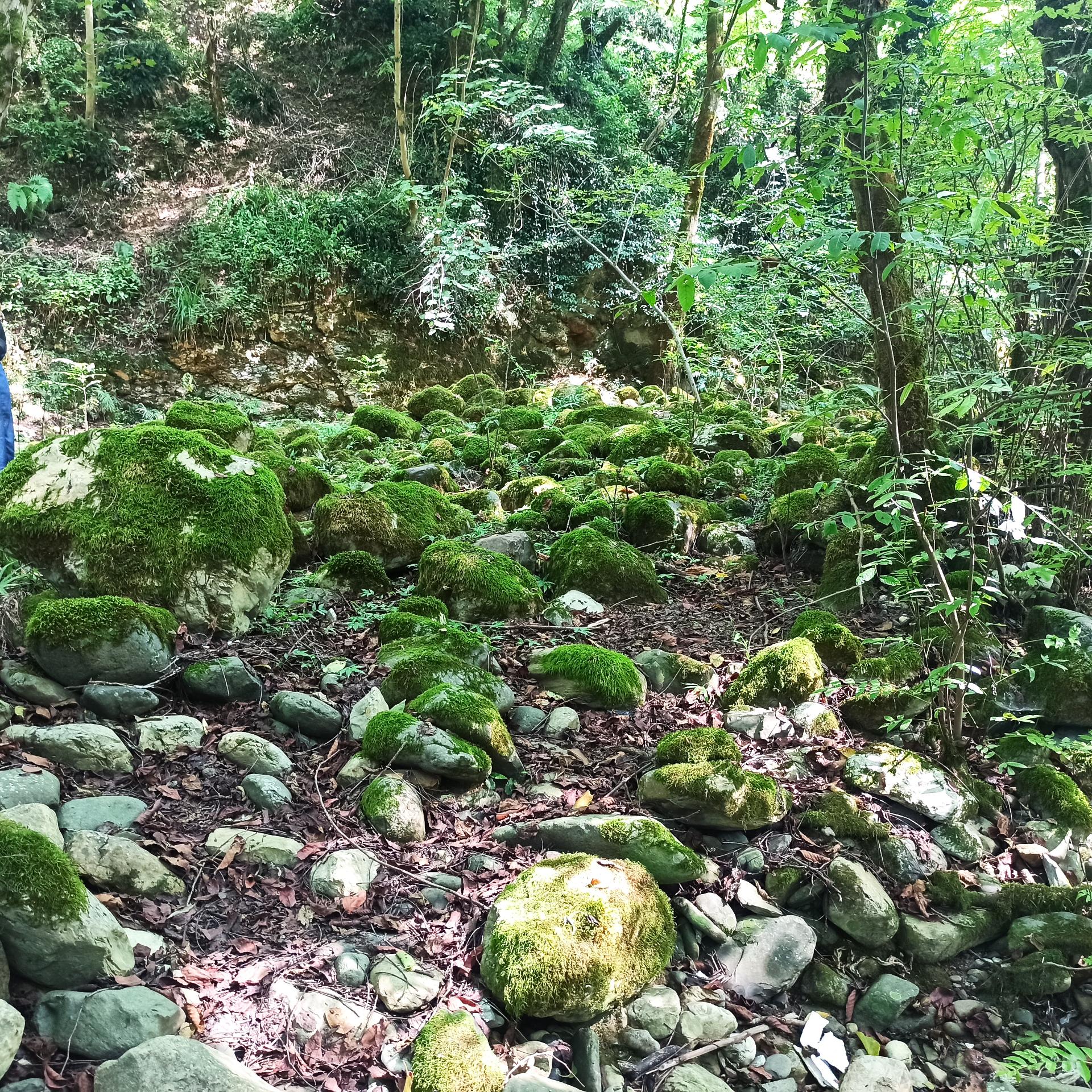 عکس جنگل سیاه کل