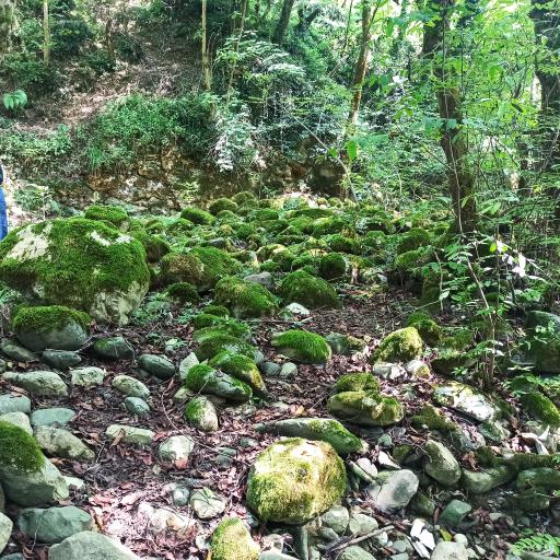 عکس جنگل سیاه کل