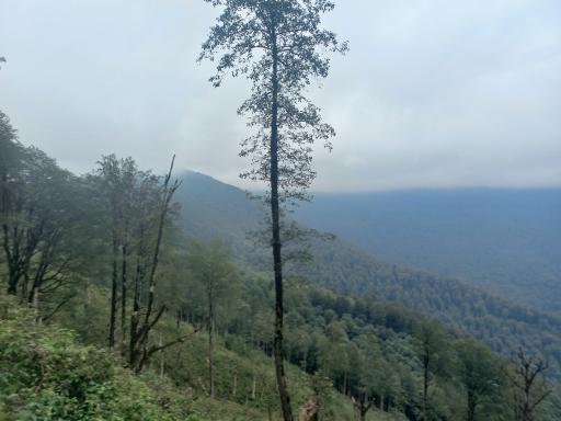 عکس جنگل سیاه کل