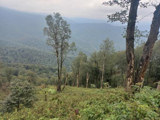 عکس جنگل سیاه کل