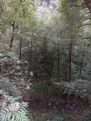 عکس جنگل سیاه کل